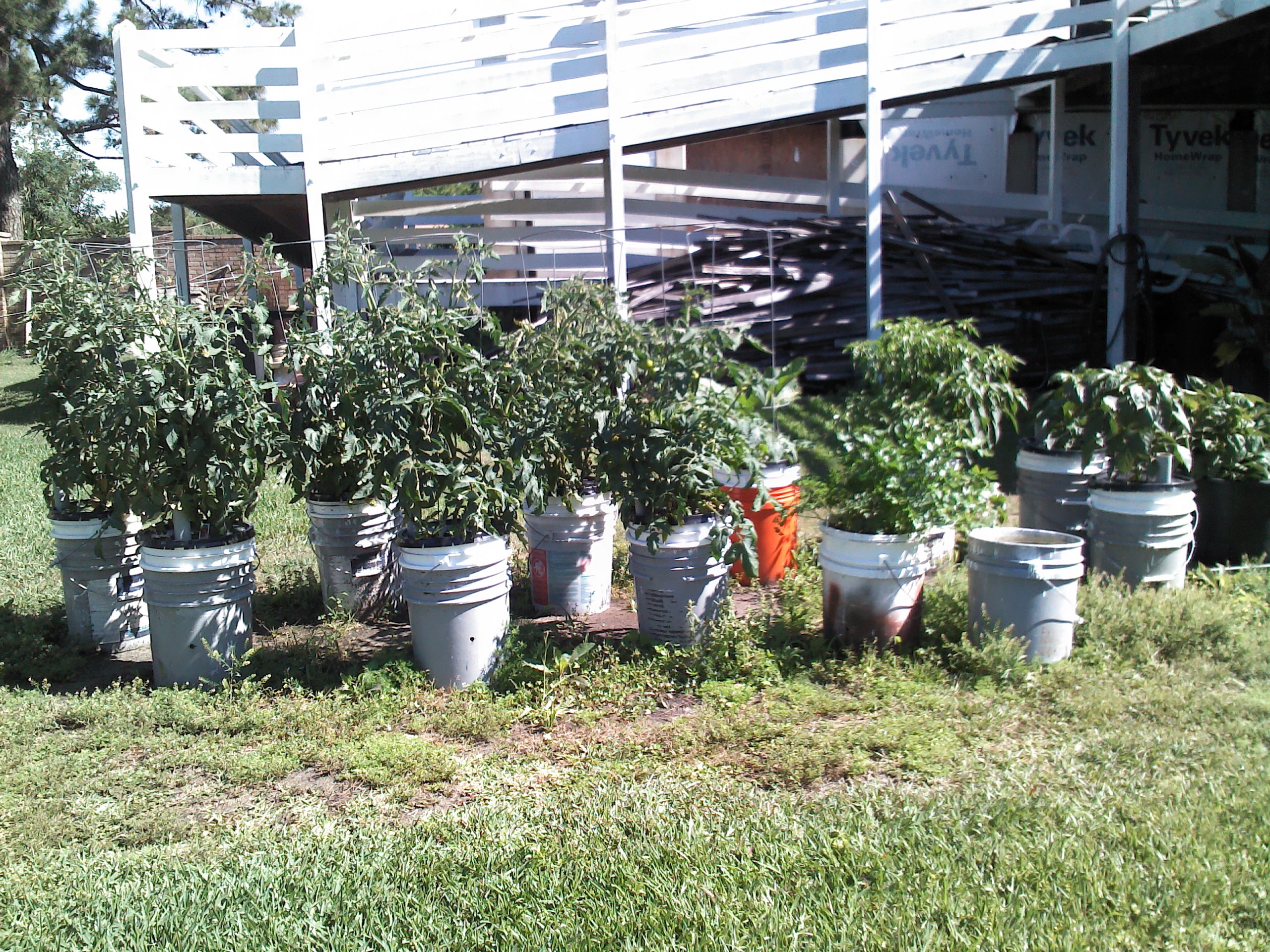 You can grow vegetables in containers 